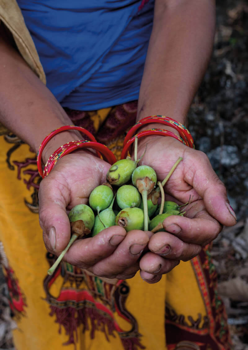 プロジェクト フランキンセンスの活動 | About US | ニールズヤード