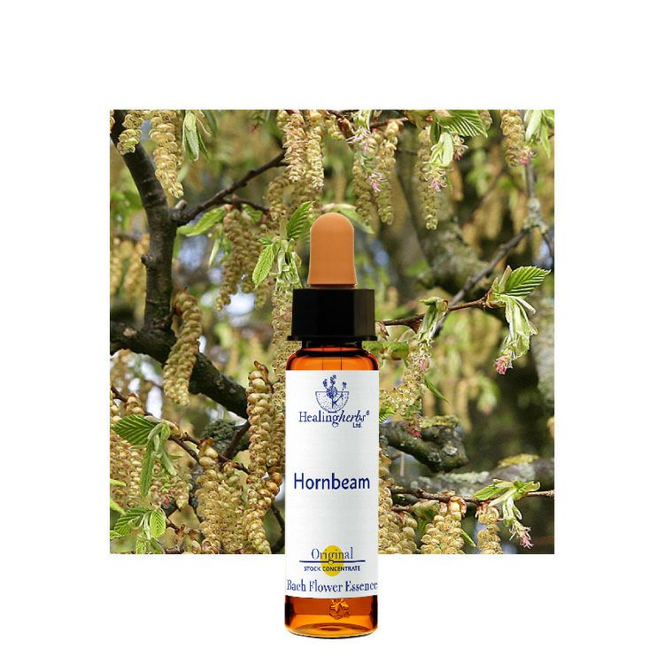 メルテンページ①インパチェンス②ラーチ③クラブアップル□ヒーリング