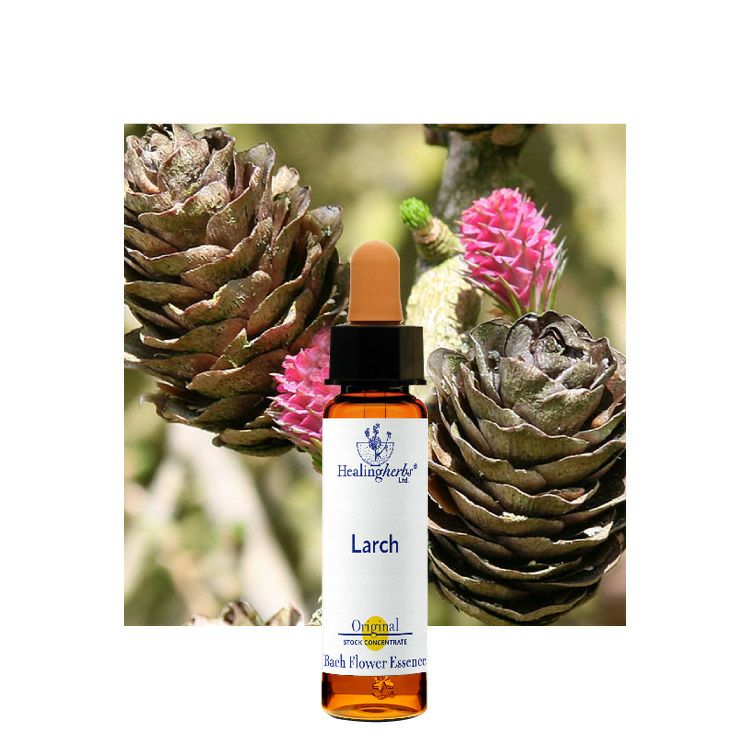 ラーチ | ニールズヤード レメディーズ 公式オンラインショップ